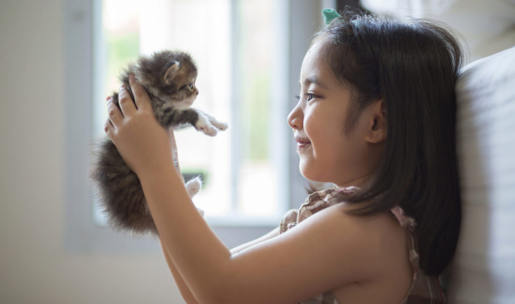 Kitten Development & Care