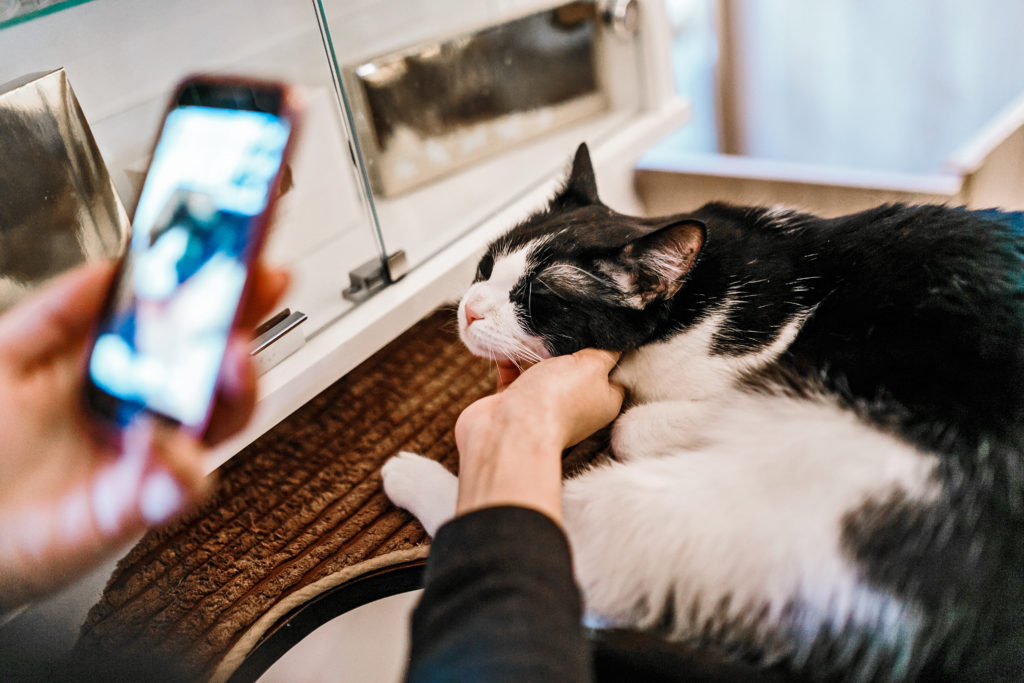 Marketing Your Foster Cat
