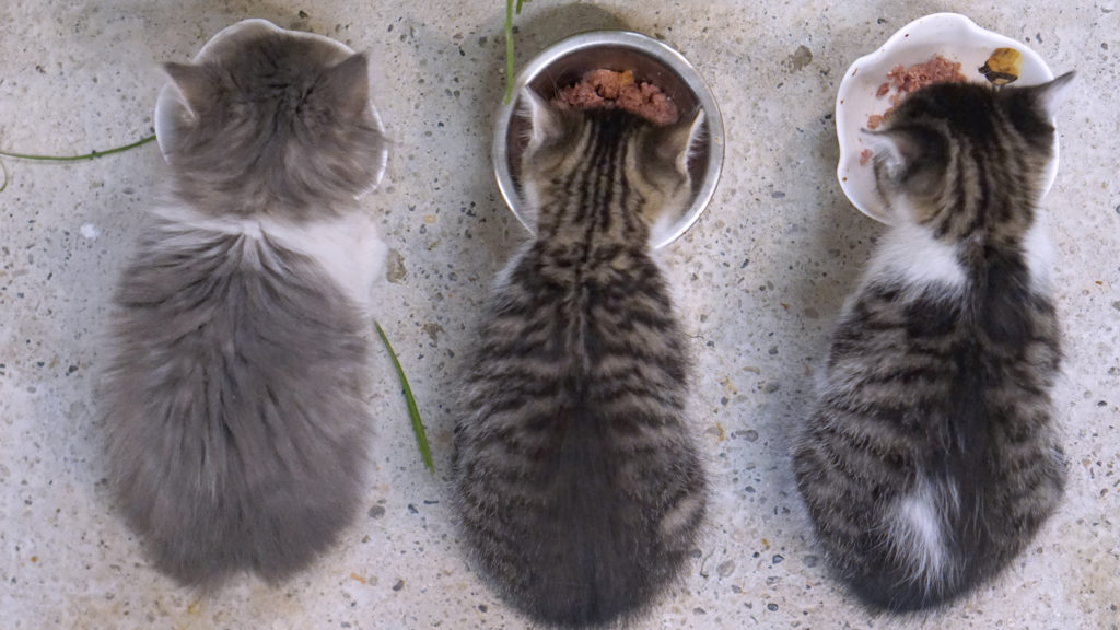 Kitten Feeding and Nutrition
