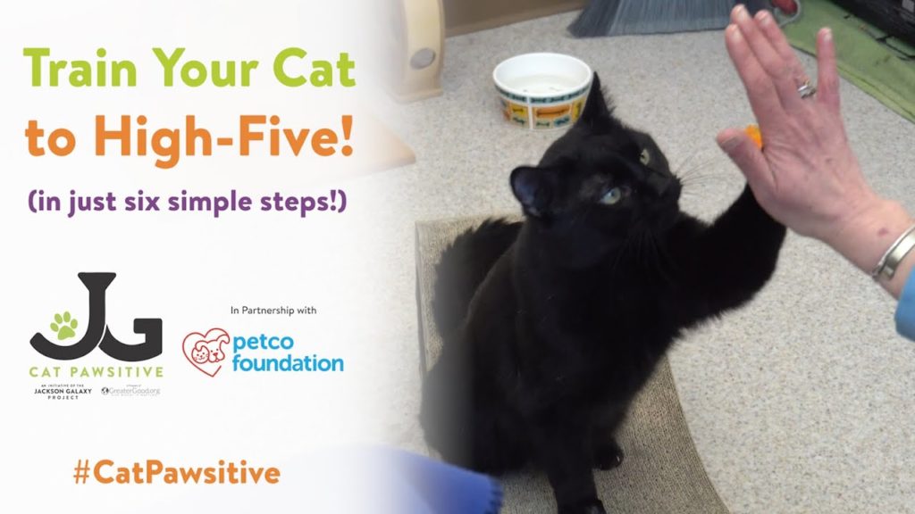 Cat Pawsitive | How to Train Your Cat to High-Five!