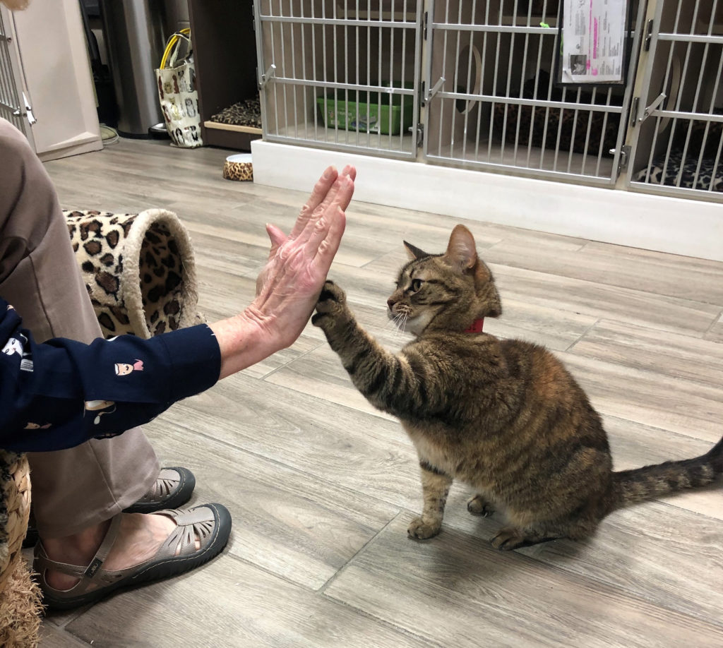 How Cat Pawsitive Training Improves Lives for Shelter Cats Everywhere