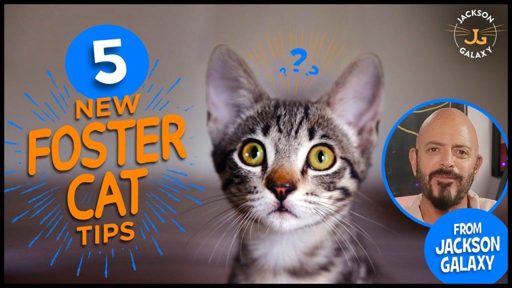 Five Tips for Your New Foster Cat