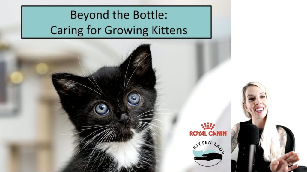 Webinar: Beyond the Bottle – Caring for Growing Kittens with Hannah Shaw