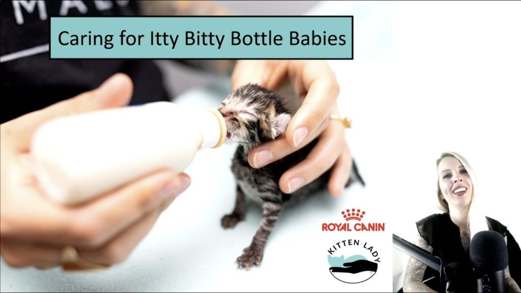 Webinar: Caring For Itty Bitty Bottle Babies with Hannah Shaw