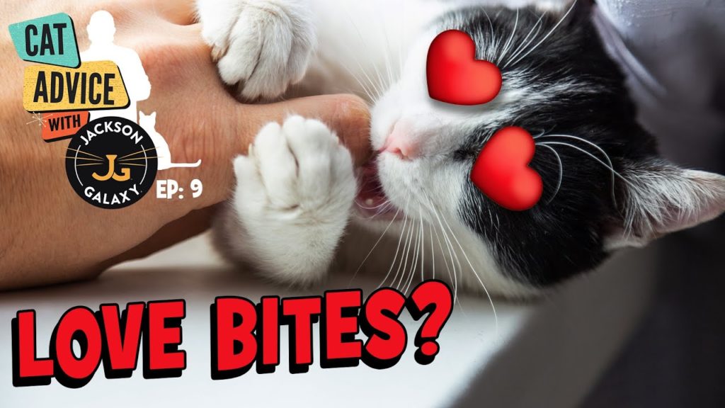 Biting the Hand that Loves You: Aggression or Affection?