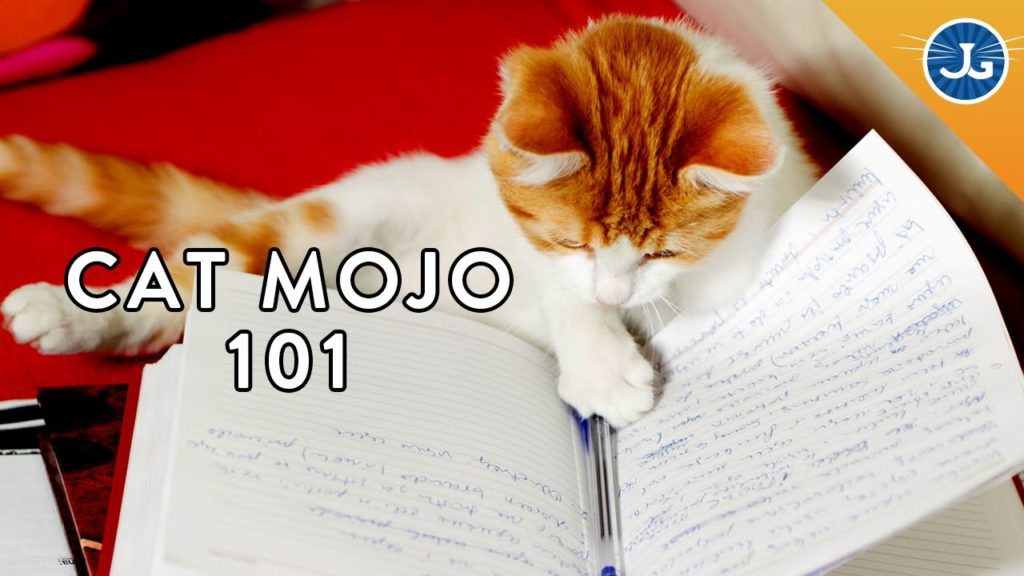 Cat Mojo 101: Understanding Your Cat