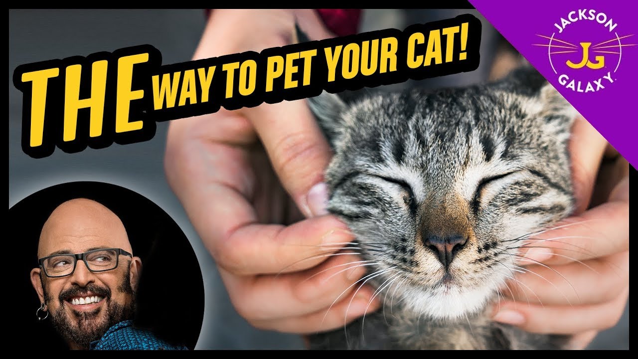 Petting 101: Interacting with Your Cat - Feline Foster