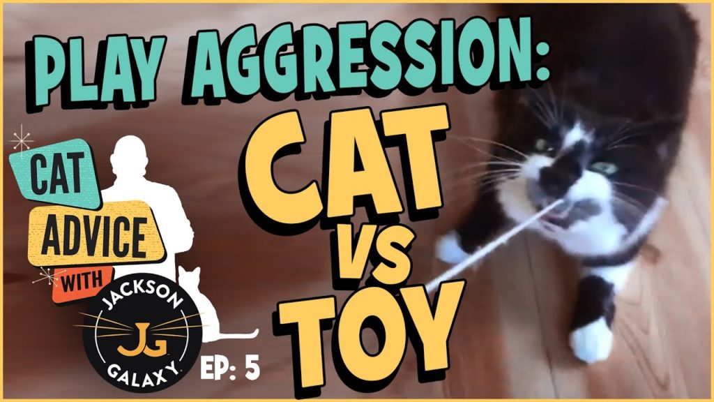 Play Aggression: Cat vs. Toy