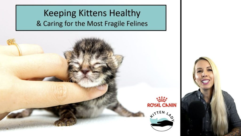 Webinar: Keeping Kittens Healthy & Caring for the Most Fragile Felines with Hannah Shaw