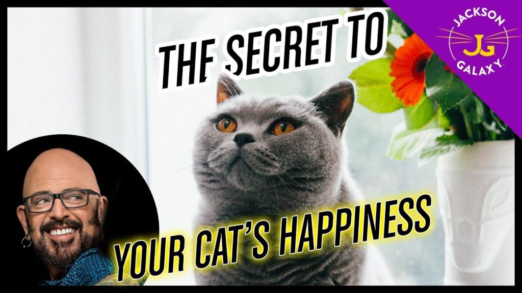 Basecamp: THE Secret to Your Cat’s Happiness