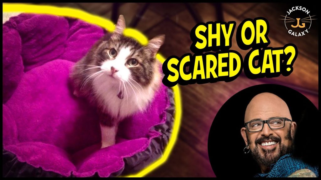 The Key to Helping Your Shy or Scared Cat